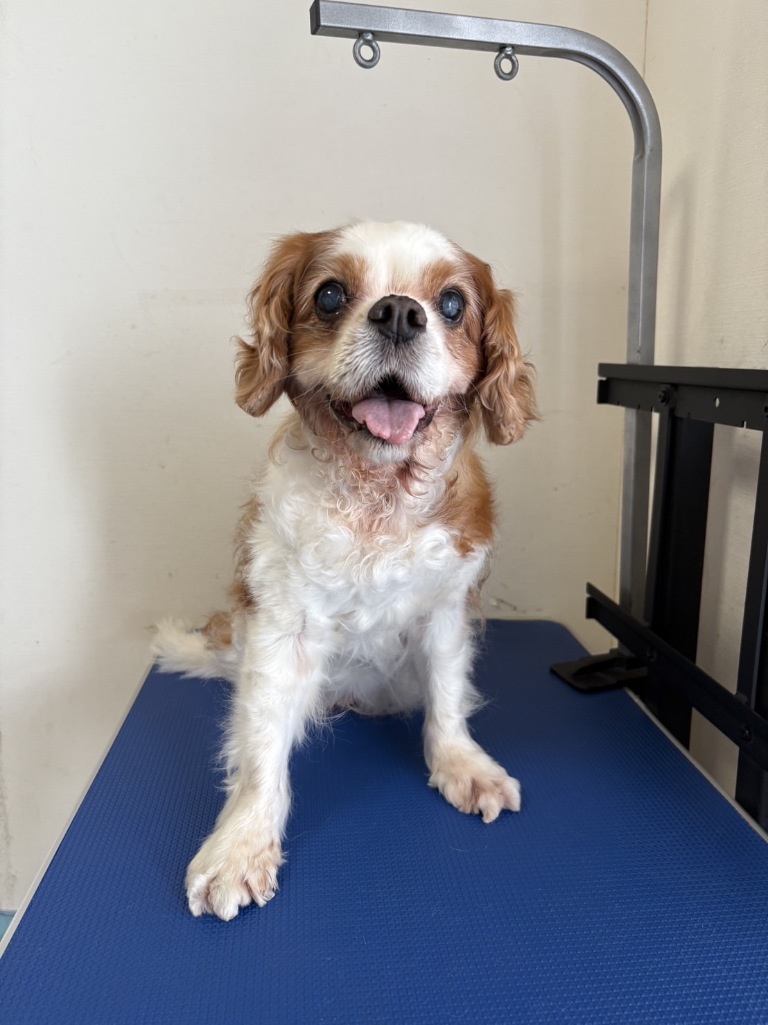 全身カットシニア After 1