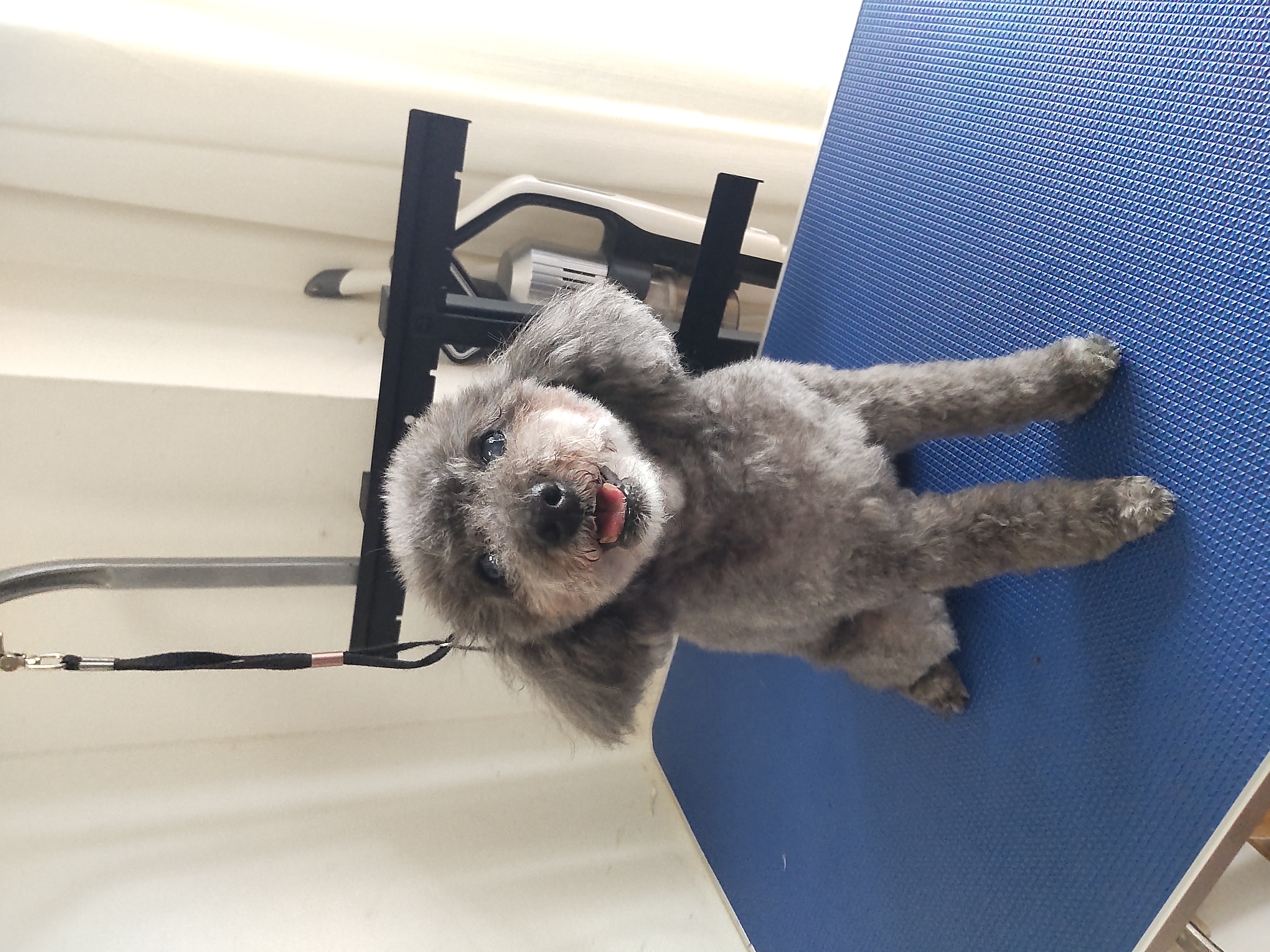 全身カットシニア After 2