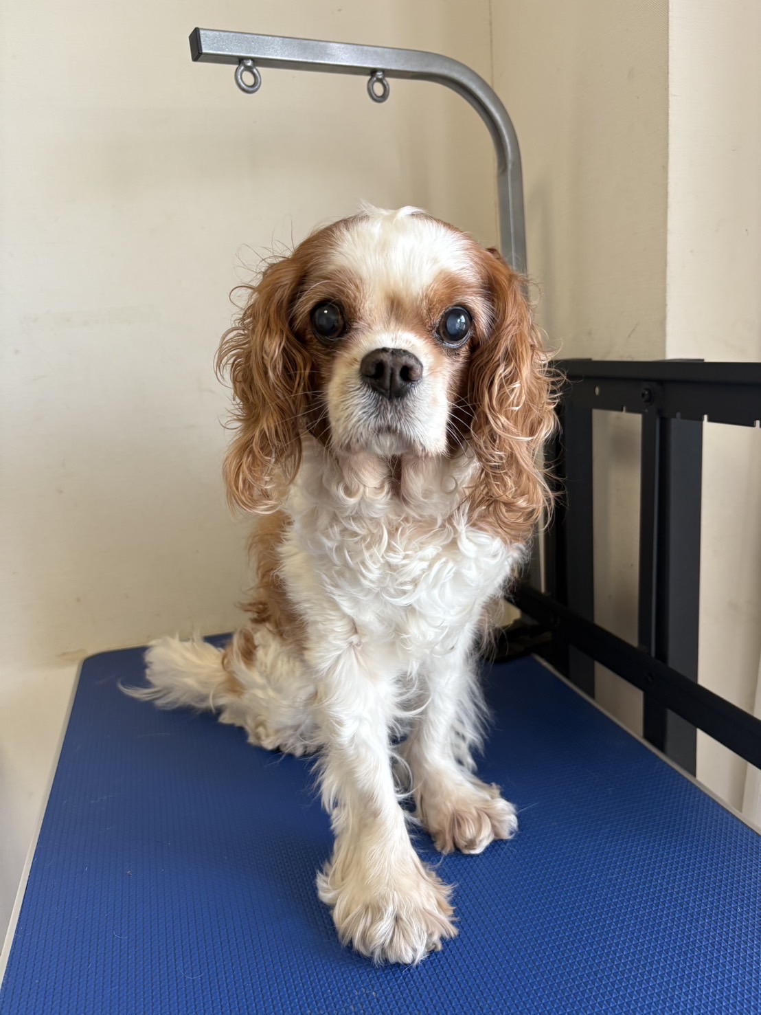 全身カットシニア Before 1